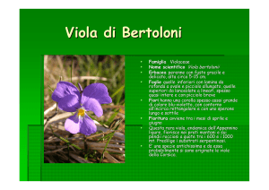 viola di Bertoloni - Provincia di Alessandria