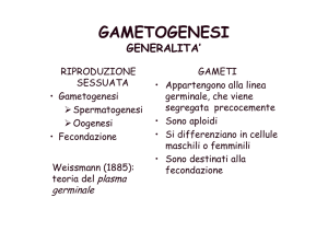 GAMETOGENESI