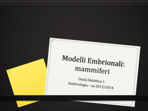 Modelli Embrionali - Progetto e