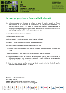 La micropropagazione a favore della biodiversità