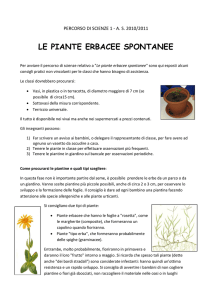 LE PIANTE ERBACEE SPONTANEE