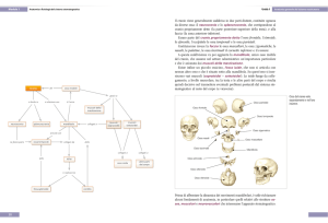 Il crani da dive cranio faccia - Zanichelli online per la scuola