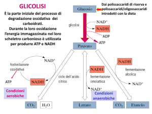 Glicolisi: Processo, Reazioni ed Enzimi
