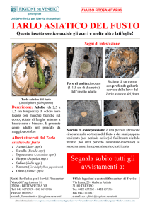 TARLO ASIATICO DEL FUSTO