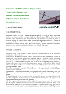 RONDINE COMUNE - Animali e Animali