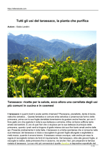 Tutti gli usi del tarassaco, la pianta che purifica