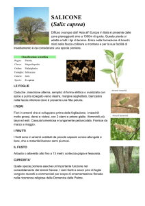 SALICONE (Salix caprea)