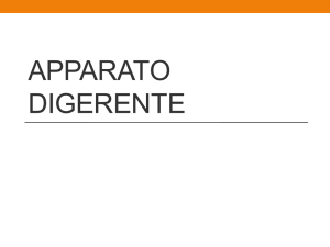 Apparato digerente - Scuola Dame Inglesi
