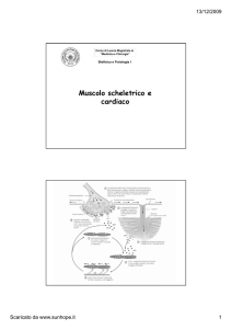 Muscolo scheletrico e cardiaco