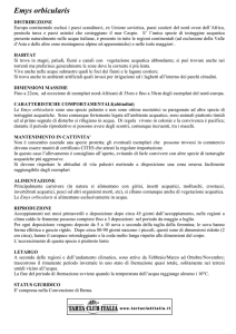 Emys orbicularis - Tarta Club Italia