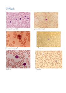 Granulociti neutrofili granulocita basofilo Granulocita eosinofilo