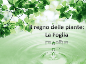 La foglia IC