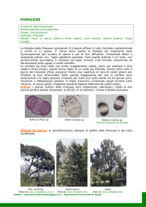 PINACEAE