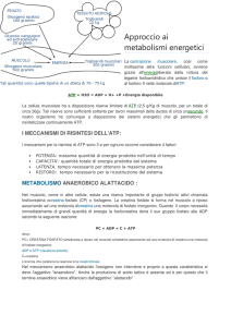 Approccio ai metabolismi energetici