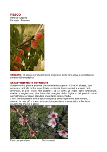 Persica vulgaris Famiglia - Gli Amici del Frutto Antico