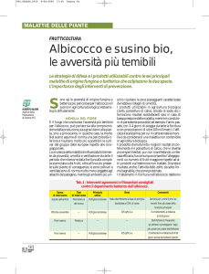 Albicocco e susino bio, le avversità più temibili