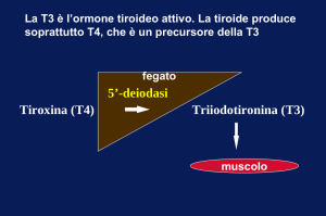 Azioni degli ormoni nel muscolo