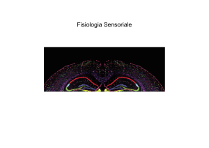 2a Fisiologia sensoriale