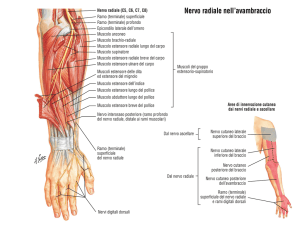 Nervo radiale nell`avambraccio