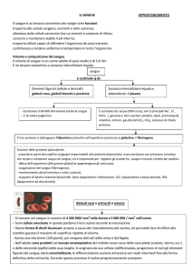 IL SANGUE APPROFONDIMENTO Il sangue è un tessuto connettivo