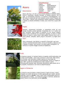 Descrizione: Foglie Fiori Frutti Legno e Corteccia