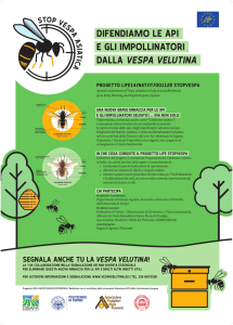 Azione E1 - Vespa velutina EU