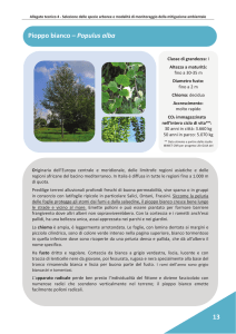PDF Pioppo bianco