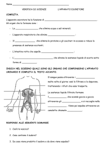 Verifica di Scienze: L'Apparato Escretore
