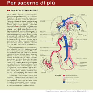 La circolazione fetale - Zanichelli online per la scuola