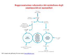 amminoacidi - Docenti.unina