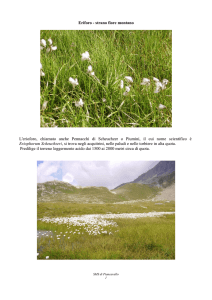 Erioforo strano fiore montano