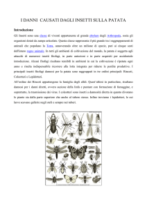 Insetti della patata