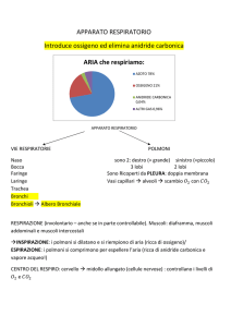 Apparato respiratorio