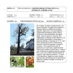 zona: g tipo di essenza: liquidambar styraciflua l. (storace americano)