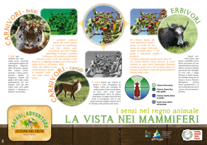 Gli erbivori hanno gli occhi posizionati lateral