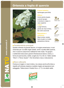 Ortensia a foglia di quercia