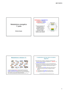 Diapositive su metabolismo, glicolisi, fermentazione