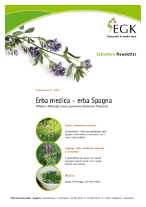 Erba medica – erba Spagna