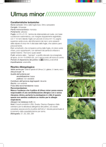 Ulmus minor