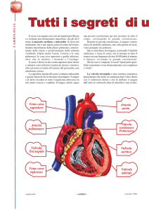 Tutti i segreti di un muscolo che batte
