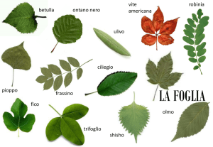 La Foglia: Morfologia, Funzioni e Tipi