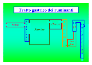 Tratto gastrico dei ruminanti