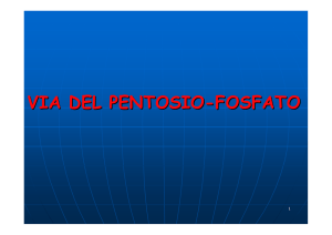via dei pentoso fosfati
