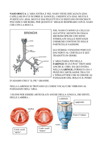 App. respiratorio - Istituto Comprensivo Lari