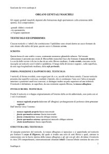 organi genitali maschili