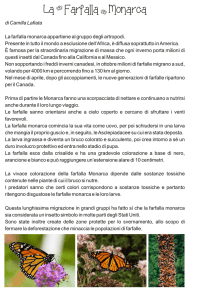 Farfalla Monarca