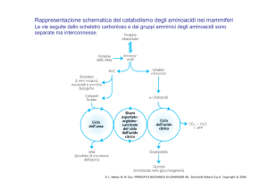 Rappresentazione schematica del catabolismo degli aminoacidi nei