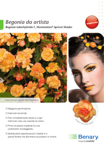Begonia da artista