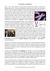 Telomeri File - Liceo B Croce