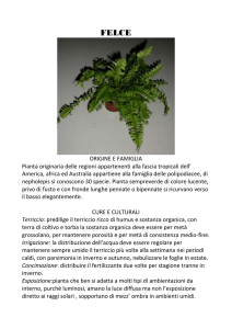 ORIGINE E FAMIGLIA Pianta originaria delle regioni appartenenti